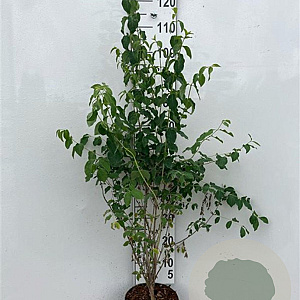 Lonicera xylosteum 80-100 cm 5,0L