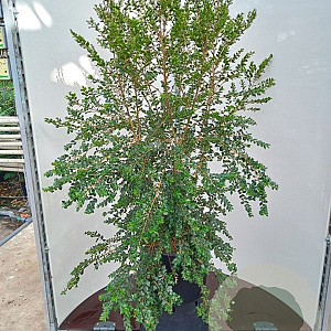 Luma apiculata 80-100 cm 40L