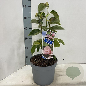 Magnolia 'Pink Ice' 60-80 cm 5,0L