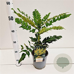 Mahonia media 'Charity' 30-40 cm 2,5L