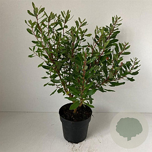 Myrica gale 20-25 cm P13