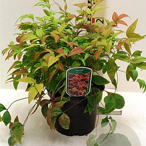 Nandina d. 'Firepower' 40-60 cm 7,5L