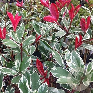 Photinia fraseri Pink Marble 10-12 HO container 200 cm stam lei 150x120