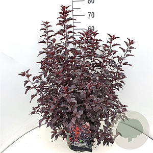 Physocarpus opulif. All Black 60-80 cm 10L