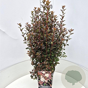 Physocarpus opulif. Little Devil 80-100 cm 10L