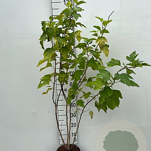 Physocarpus opulif. 'Luteus' 100-125 cm 5,0L