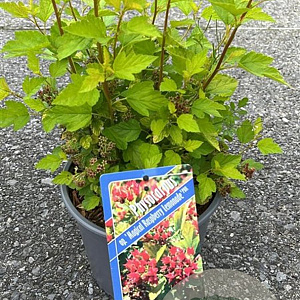 Physocarpus op. Raspberry Lemonade 25-30 cm 3,0L