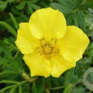 Potentilla f. 'Jackman's Variety' GM 1.5