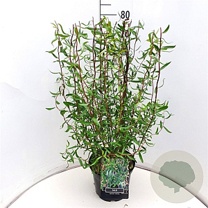 Salix babylonica 'Tortuosa' 100-120 cm 10L