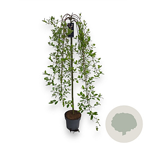 Salix caprea 'Kilmarnock' hoogstam container dakvorm