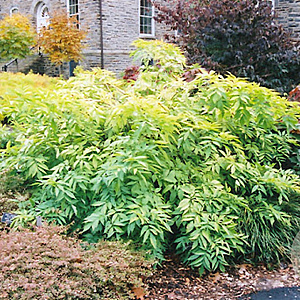 Sambucus nigra 'Aurea' 40-60 cm 12L