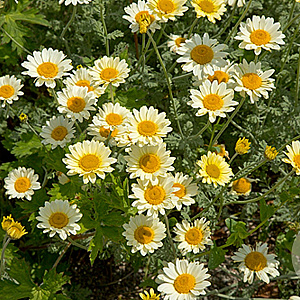 Anthemis 'Susanna Mitchell' GM P9