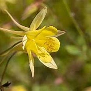 Aquilegia 'Spring Magic Yellow' GM P9