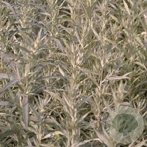 Artemisia lud. 'Silver Queen' GM P9