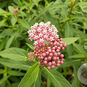 Asclepias inc. 'Soulmate' GM P9