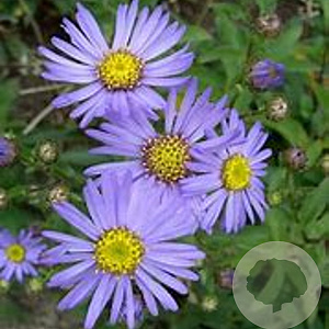 Aster amellus 'Gründer' GM P9