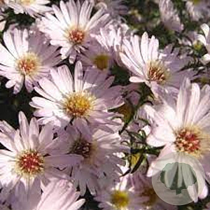 Aster 'Anja's Choice' GM P9