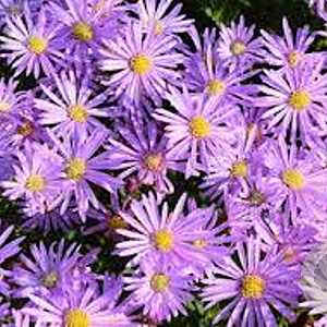 Aster 'Cotswold Gem' GM P9