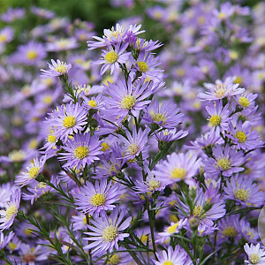 Aster ericoides 'Blue Wonder' GM P9