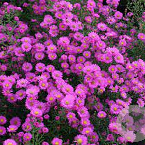 Aster 'Pixie Red Eye' GM P9