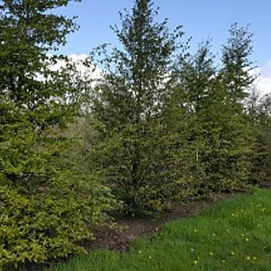 Sycopsis sinensis 450 cm cont. 1000L meerstammig solitair