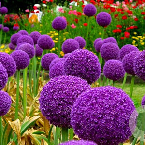 Allium giganteum GM  P11
