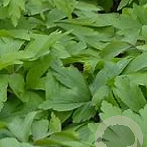 Anemone nem. 'Lychette' GM P9