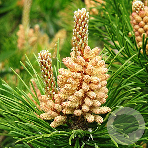 Pinus mugo subsp. mugo 25-30 cm 3,5L