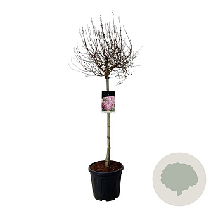 Syringa  'Flowerfest Pink' 80 cm stam 15L