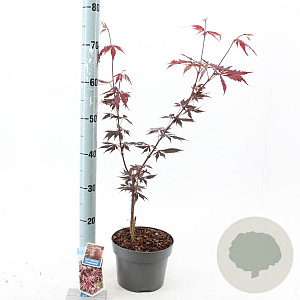 Acer pal. 'Trompenburg' 60 cm 3,0L