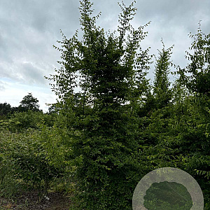 Carpinus orientalis 300-350 cm draadkluit solitair
