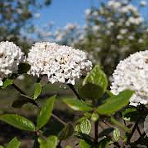 Viburnum burkw. 'Anne Russell' 40-50 cm 2,0L