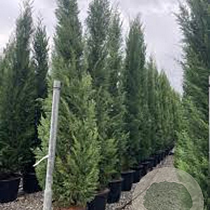 Cupressocyparis l. 'Blue Jeans' 16-18 cm 50L