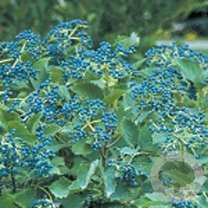 Viburnum dentatum Blue Muffin 20-25 cm 3,0L
