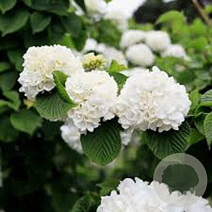 Viburnum plic. 'Grandiflorum' 125-150 cm 35L najaarspotting