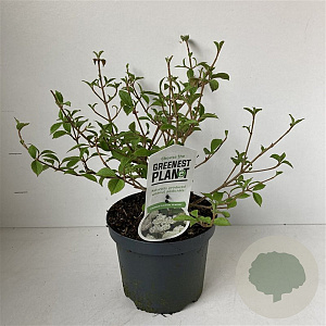 Viburnum plic. 'Newport' 30-40 cm 3,5L