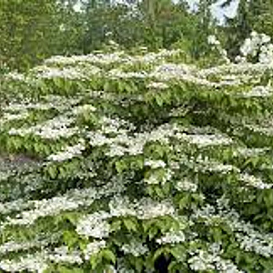 Viburnum plic. 'Rowallane' 100-125 cm met kluit struik