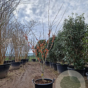 Hamamelis int. 'Aphrodite' 175-200 cm container meerstammig