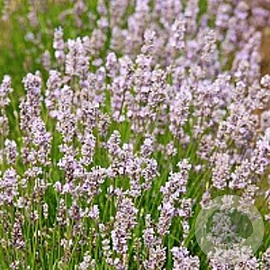 Lavandula ang. 'Loddon Pink' GM P9