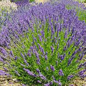 Lavandula ang. 'Twickel Purple' GM P9
