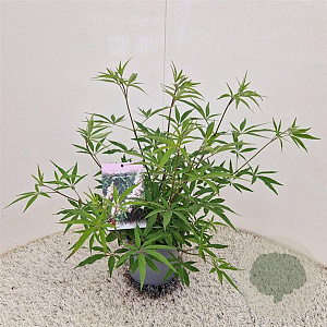 Vitex agnus-castus 'Albus' 40-50 cm 3,0L
