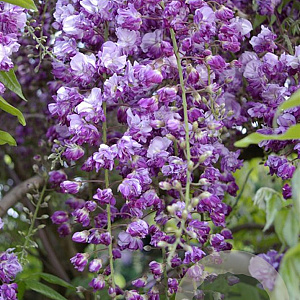 Wisteria flor. 'Black Dragon' 275 cm 9L Gestokt