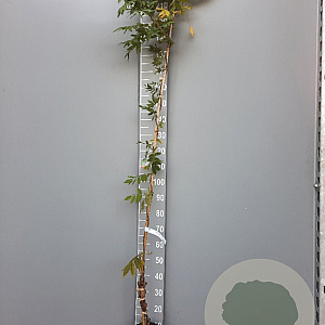 Wisteria flor. 'Lawrence' 175-200 cm 3,0L