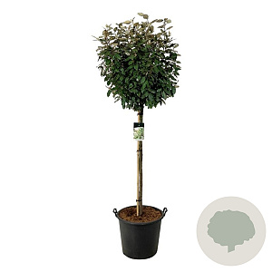 Elaeagnus ebb. 'Compacta' 100-150 cm container lage leivorm