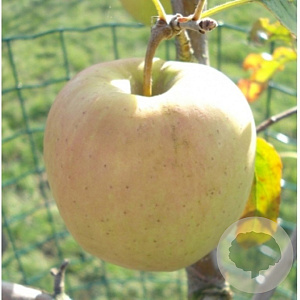Malus d. 'Golden Delicious' GM container U vorm
