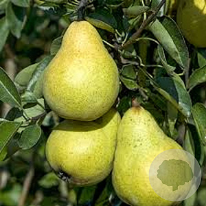 Pyrus c. 'Williams' GM container U vorm