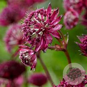 Astrantia maj. 'Burgundy Manor' GM P9
