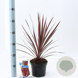 Cordyline aus. 'Red Star' 30-40 cm 3,0L