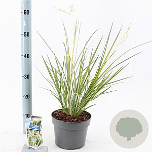 Chlorophytum saunders. 'Starlight' 40-45 cm 3,0L