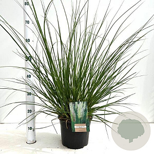 Cortaderia s. 'Evita' 60-80 cm 4,0L